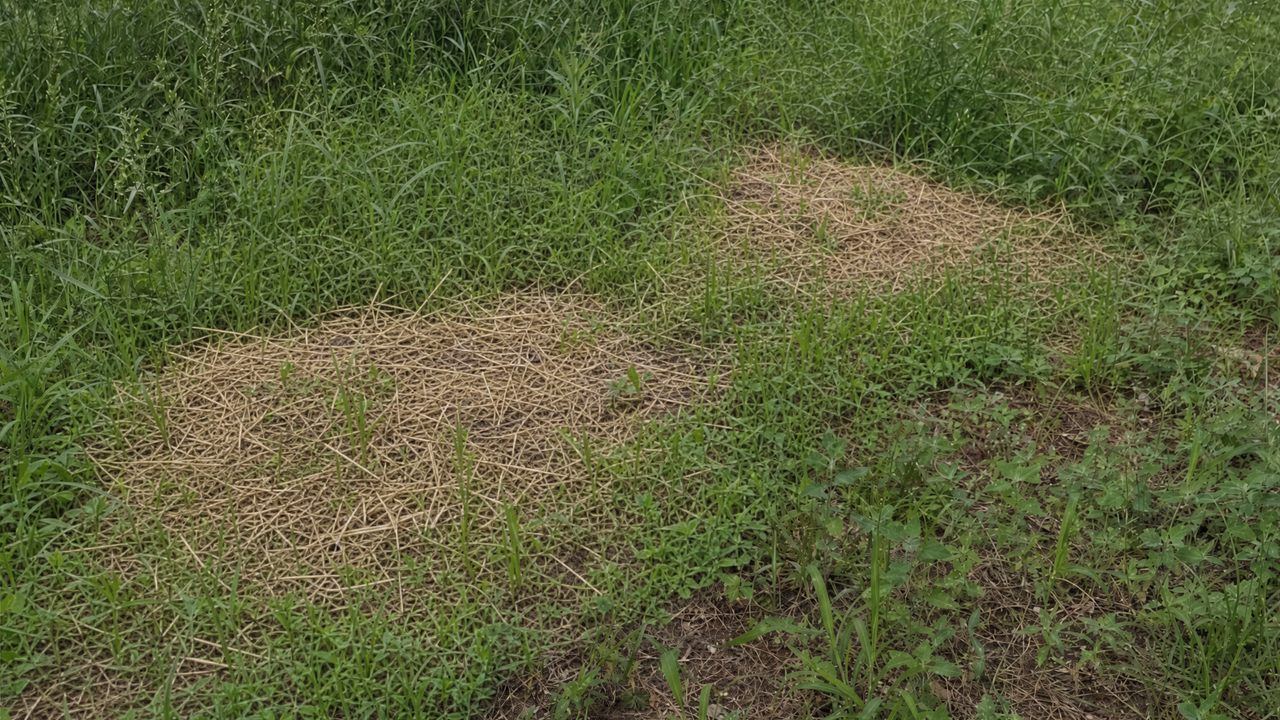 The same spot after grinding — stumps removed and ground flush
