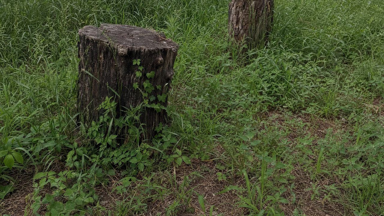 Two tree stumps in overgrown grass before the work